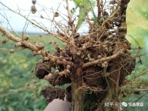 生态农业的基本原理及其与初级农产品的关系