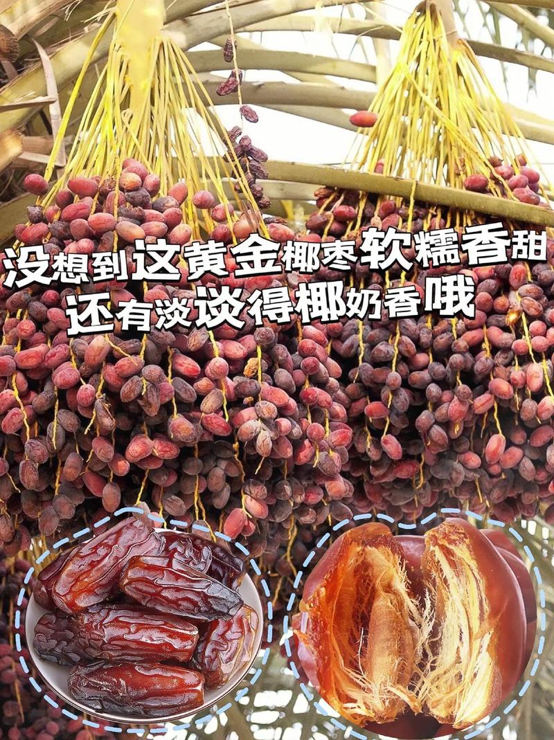沙漠黄金 椰枣的生命礼赞